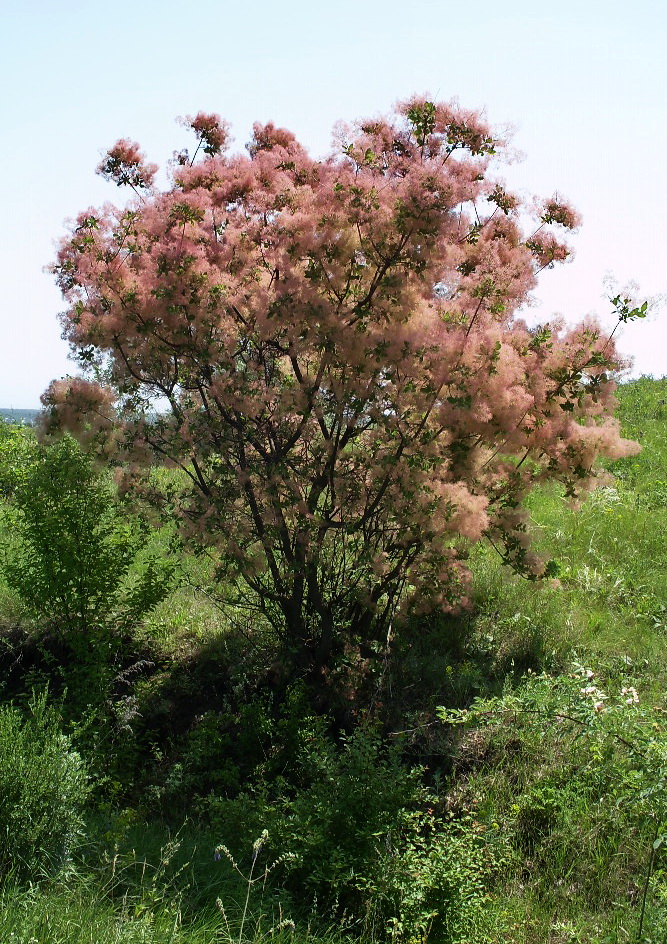 Изображение особи Cotinus coggygria.