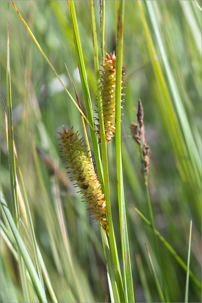 Изображение особи Carex rostrata.