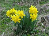 Narcissus pseudonarcissus