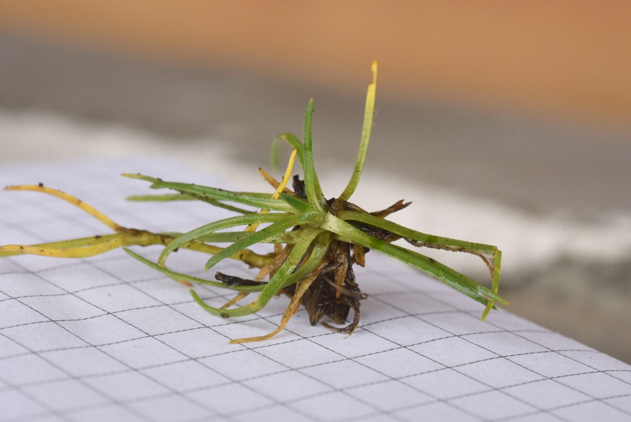 Image of Minuartia circassica specimen.