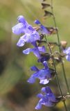 Salvia ringens. Верхушка соцветия. Краснодарский край, Черноморское побережье Кавказа, окр. г. Новороссийск, окр. с. Широкая балка, участок выгоревшего можжевелового редколесья. 13 июня 2021 г.