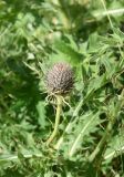 Cirsium pugnax