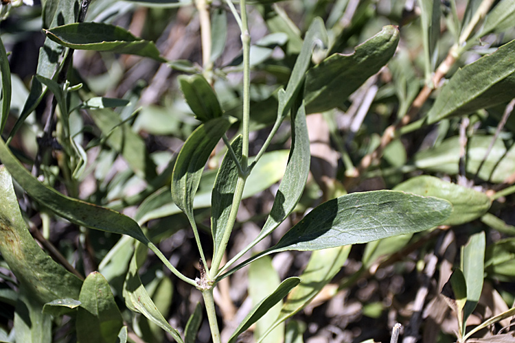 Изображение особи Clematis songorica.