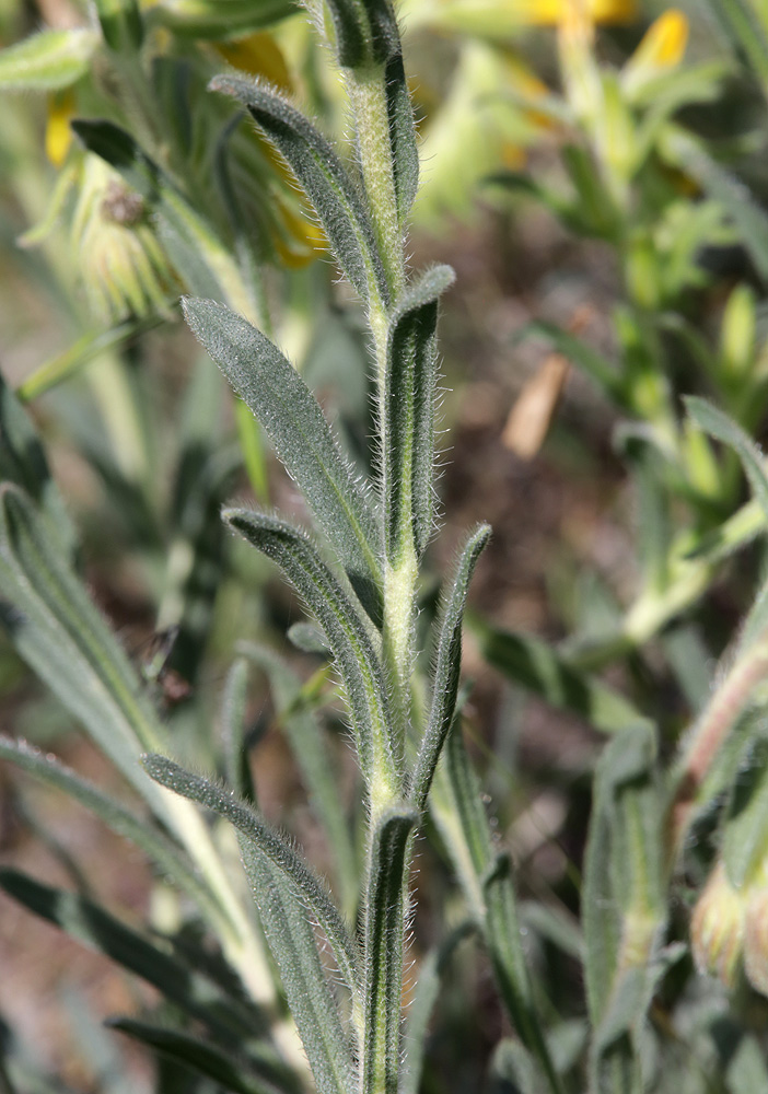 Image of Onosma taurica specimen.