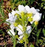 Cardamine pratensis