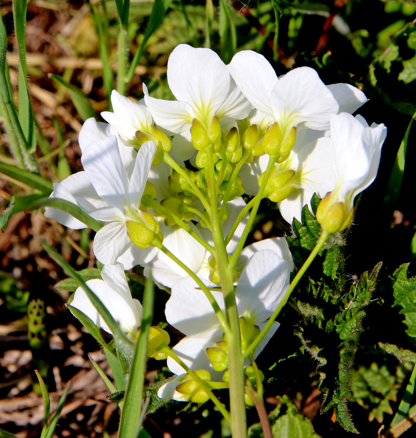 Изображение особи Cardamine pratensis.