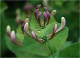 Lonicera caprifolium. Соцветия с бутонами. Московская обл., Раменский р-н, окр. дер. Хрипань, садовый участок. 28.05.2023.