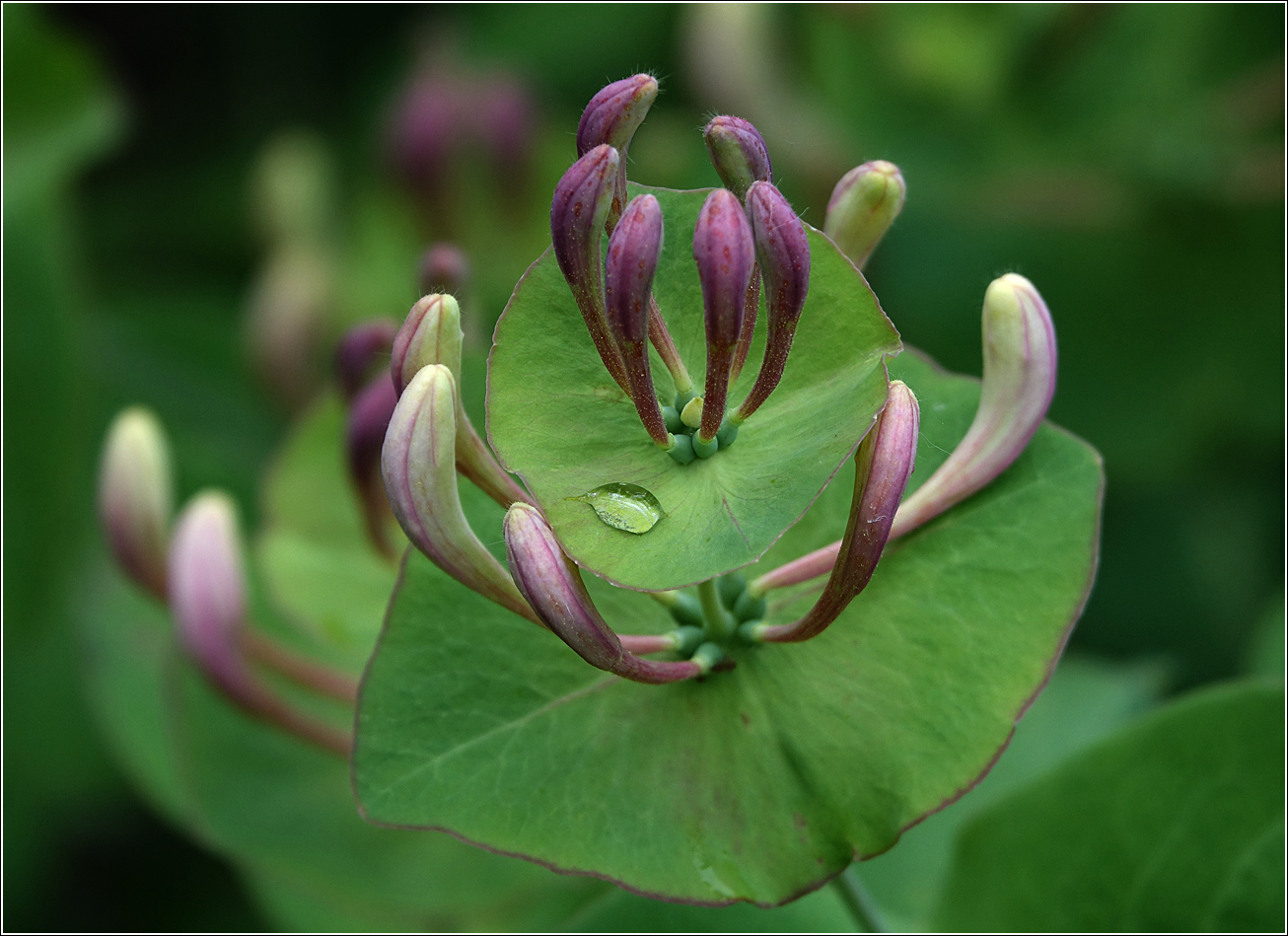 Image of Lonicera caprifolium specimen.