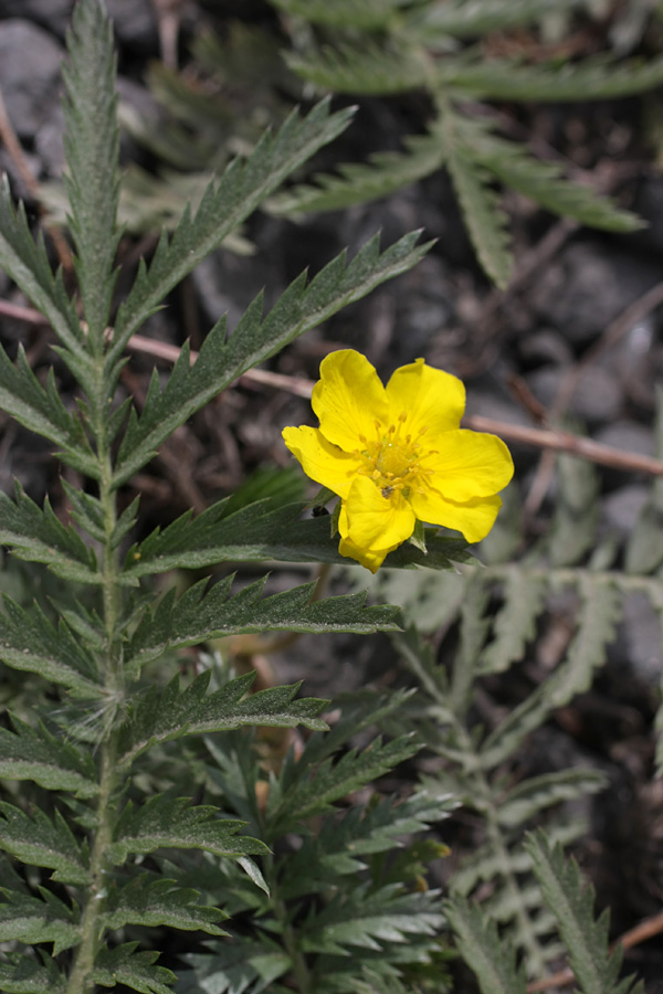 Image of Potentilla anserina specimen.