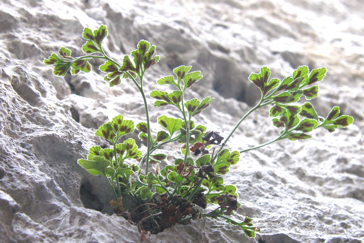 Изображение особи Asplenium ruta-muraria.