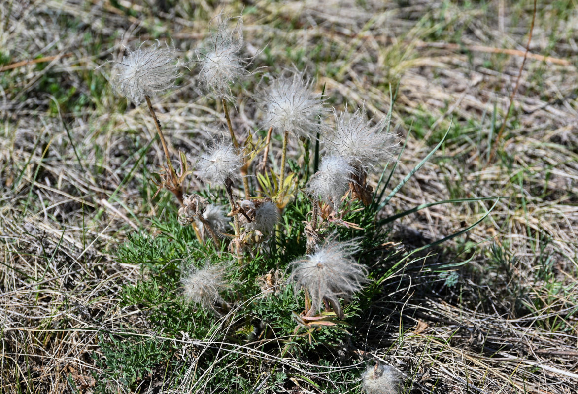 Image of Pulsatilla turczaninovii specimen.