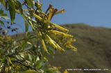 Nicotiana glauca