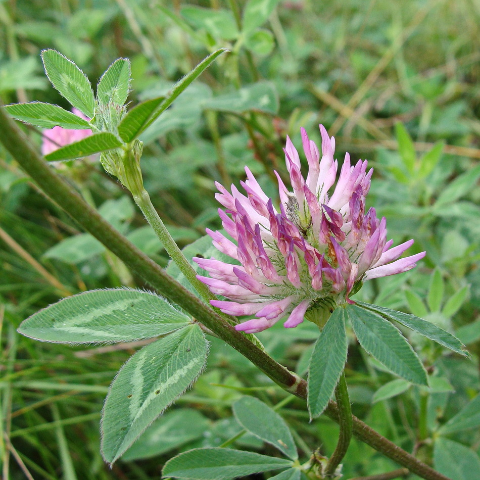 Изображение особи Trifolium pratense.