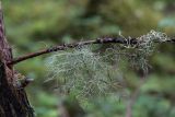 genus Usnea