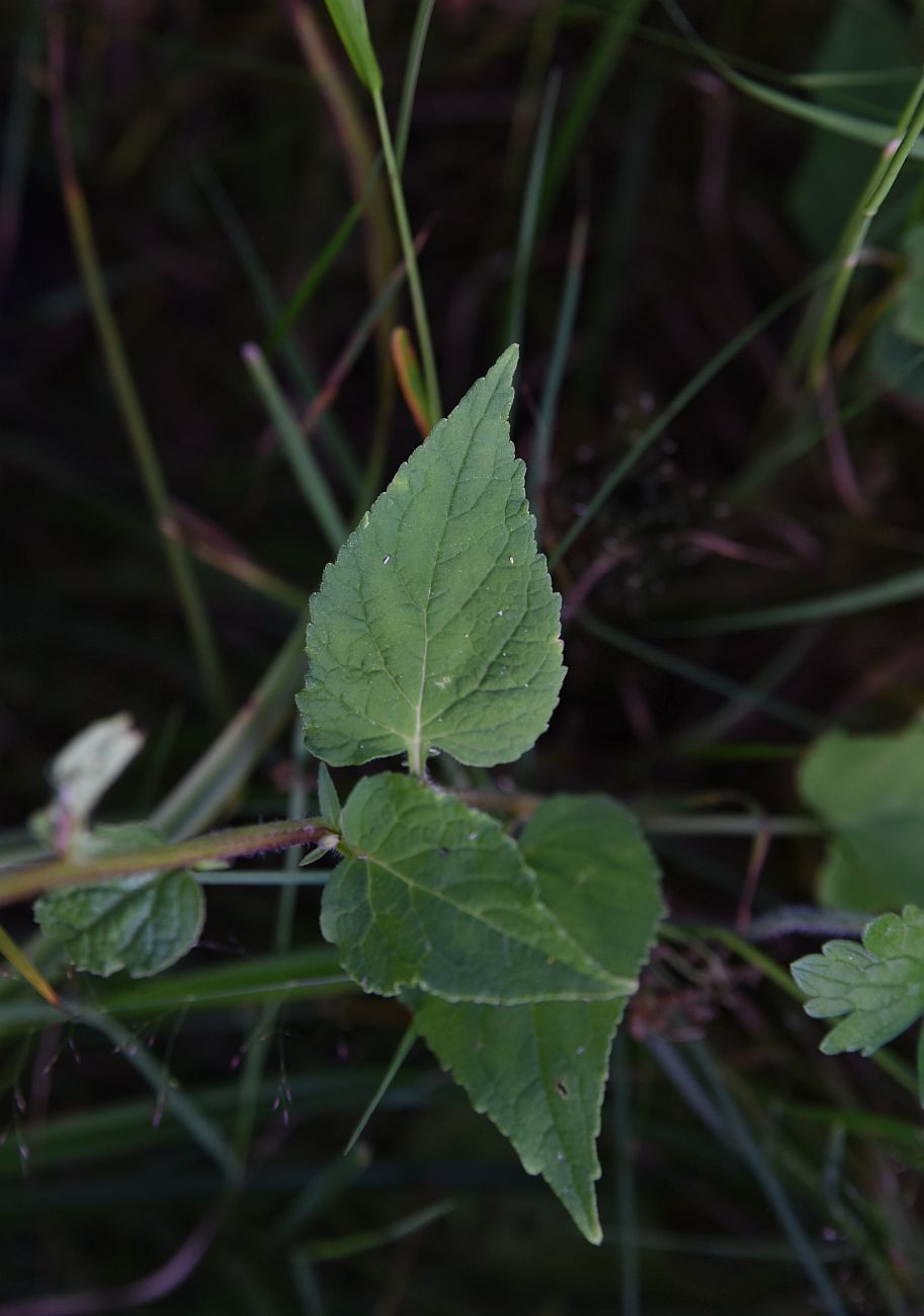 Image of Campanula rapunculoides specimen.
