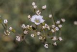 Minuartia circassica