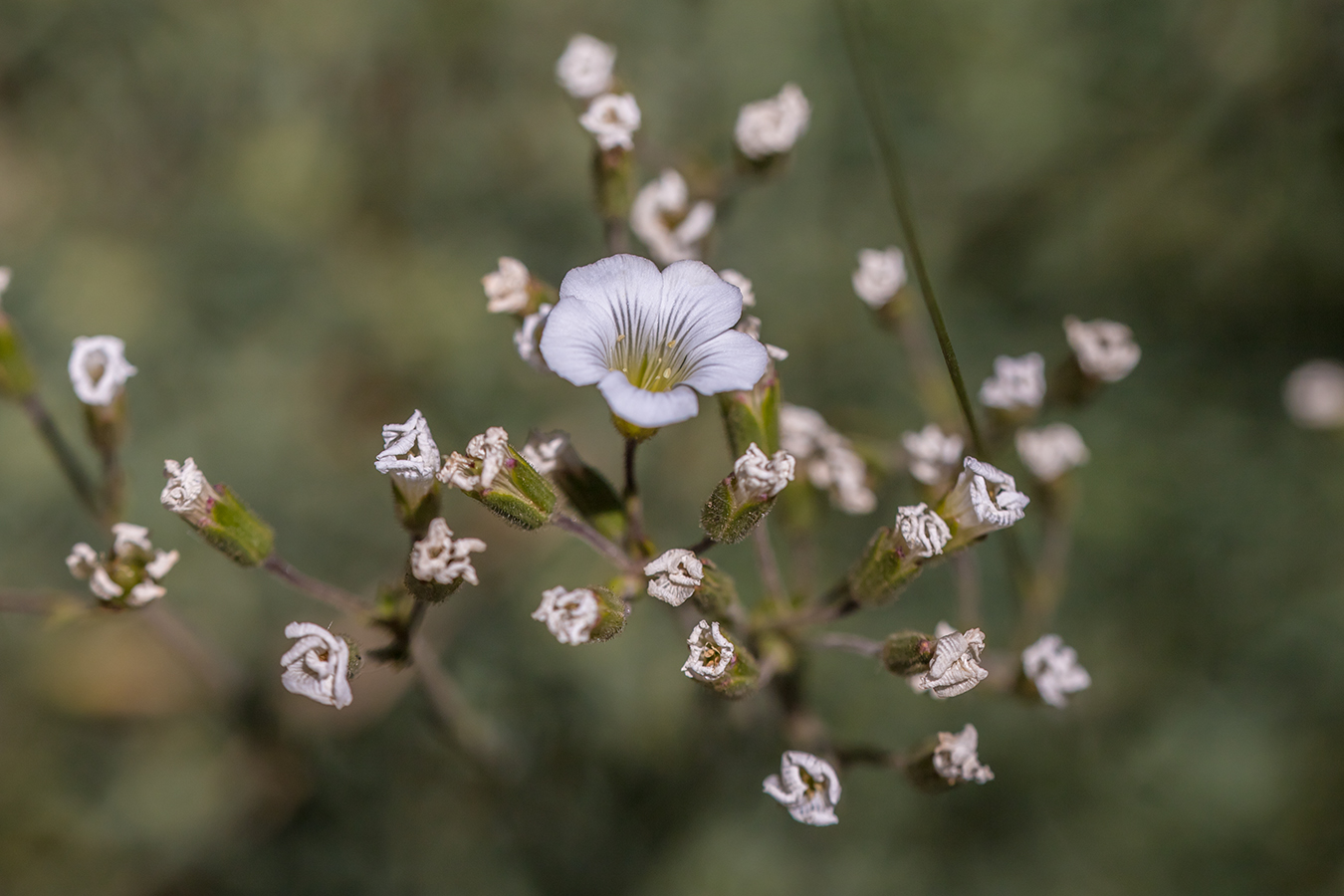 Изображение особи Minuartia circassica.