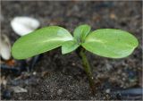 Helianthus annuus. Проросток. Московская обл., Раменский р-н, окр. дер. Хрипань, садовый участок. 03.06.2023.