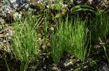 Equisetum arvense