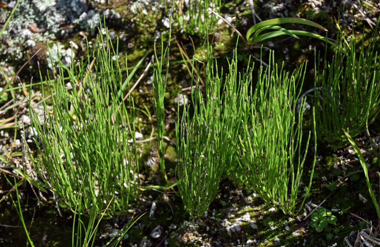 Изображение особи Equisetum arvense.