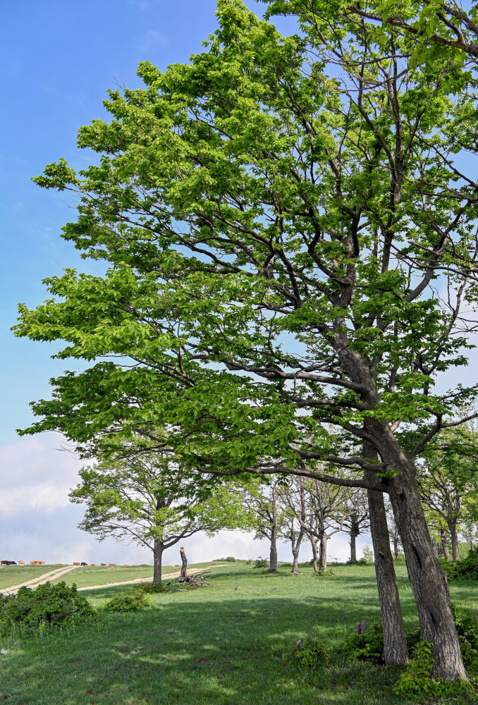 Изображение особи Carpinus betulus.