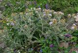 Cirsium tomentosum