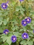 Ipomoea purpurea