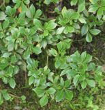 Pittosporum elevaticostatum. Ветви с плодами. Краснодарский край, Черноморское побережье Кавказа, г. Сочи, Лазаревский р-н, мкр-н Уч-Дере, Субтропический Ботанический Сад Кубани, в культуре. 9 июня 2016 г.