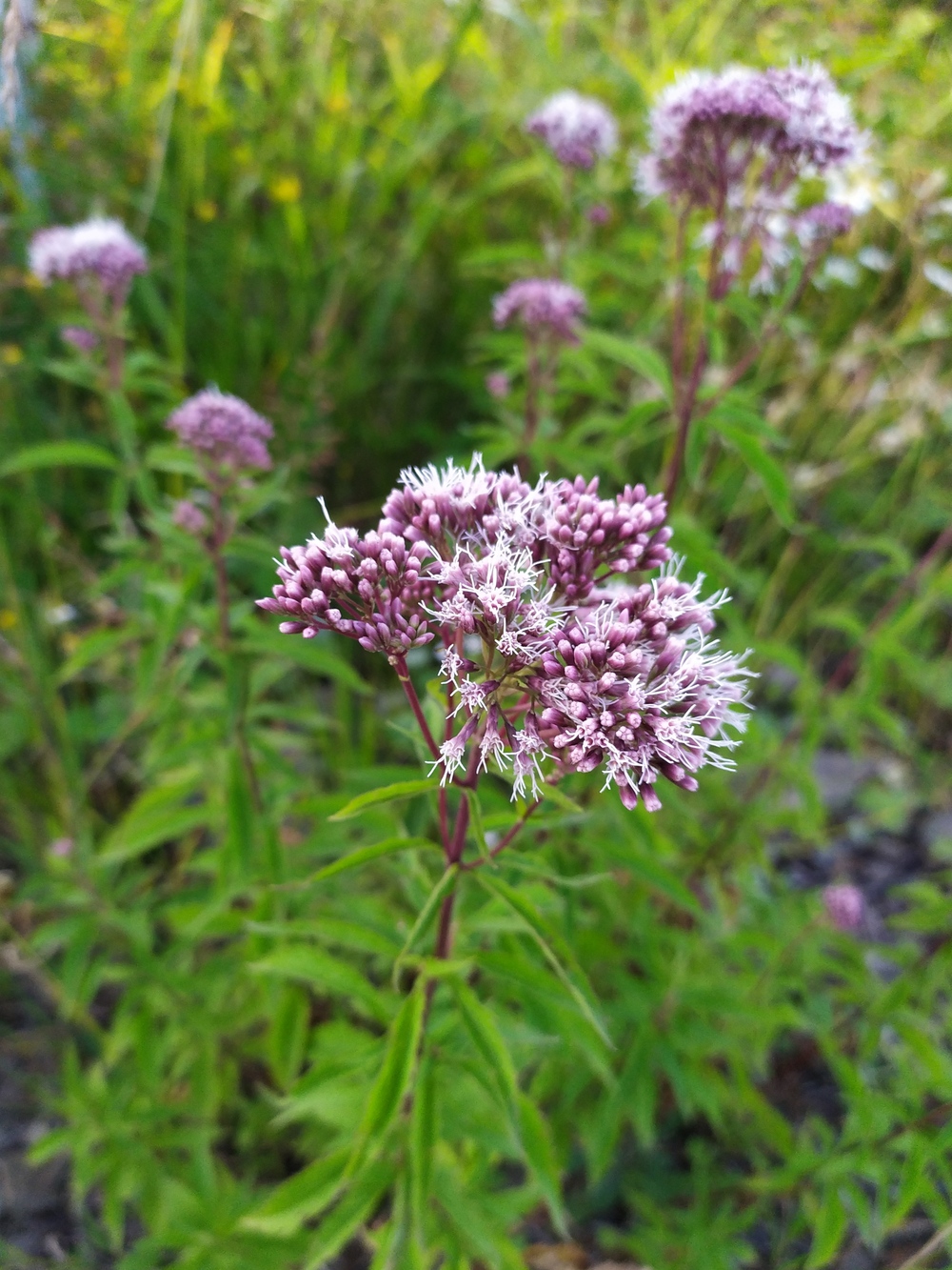 Изображение особи Eupatorium cannabinum.