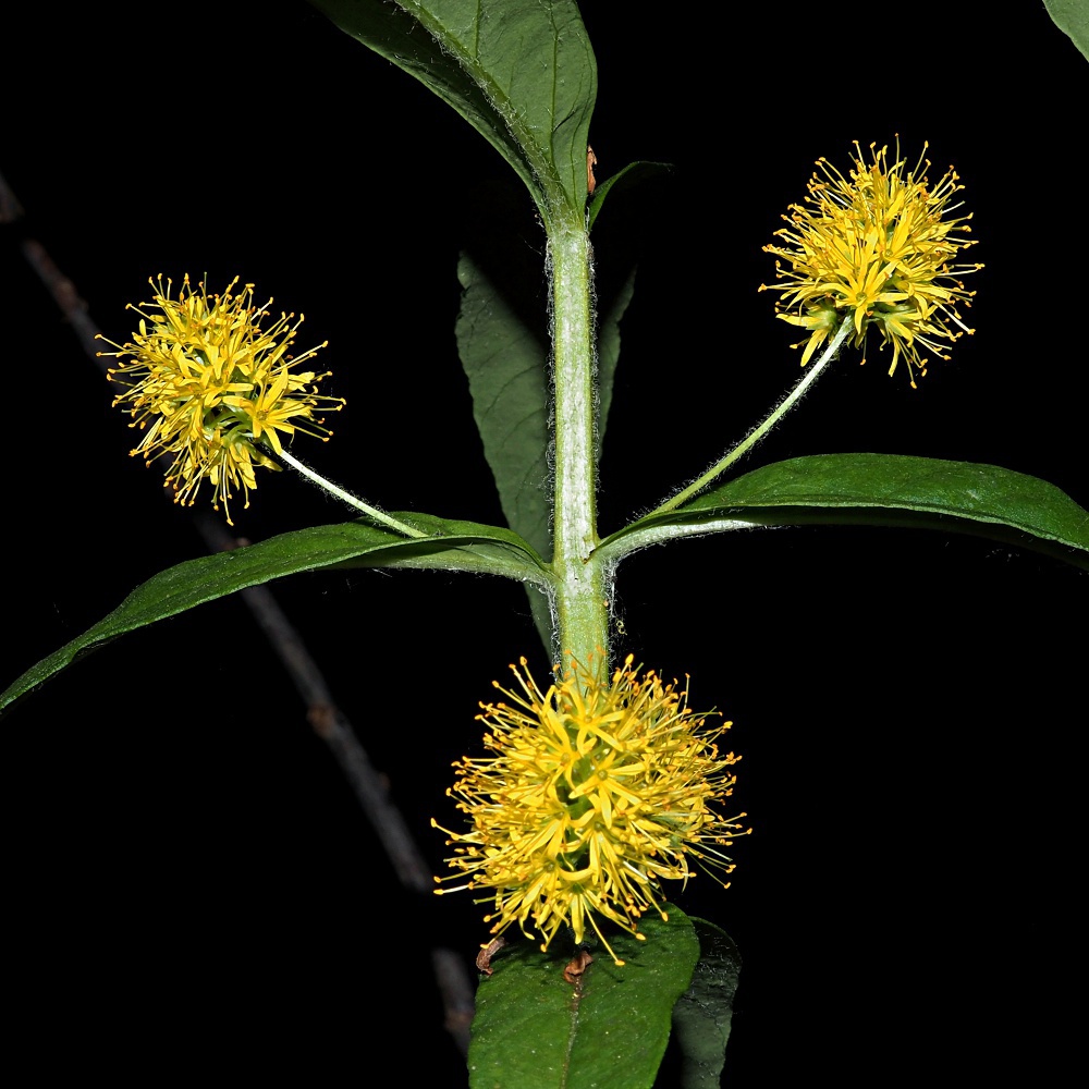 Image of Naumburgia thyrsiflora specimen.