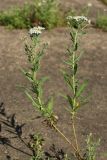 Achillea cartilaginea. Цветущее растение. Великий Новгород, Торговая сторона, берег р. Волхов перед Ярославовым Дворищем, в щели между бетонными плитами набережной. 23.07.2023.