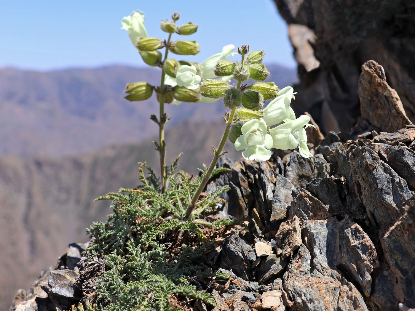 Image of Salvia submutica specimen.