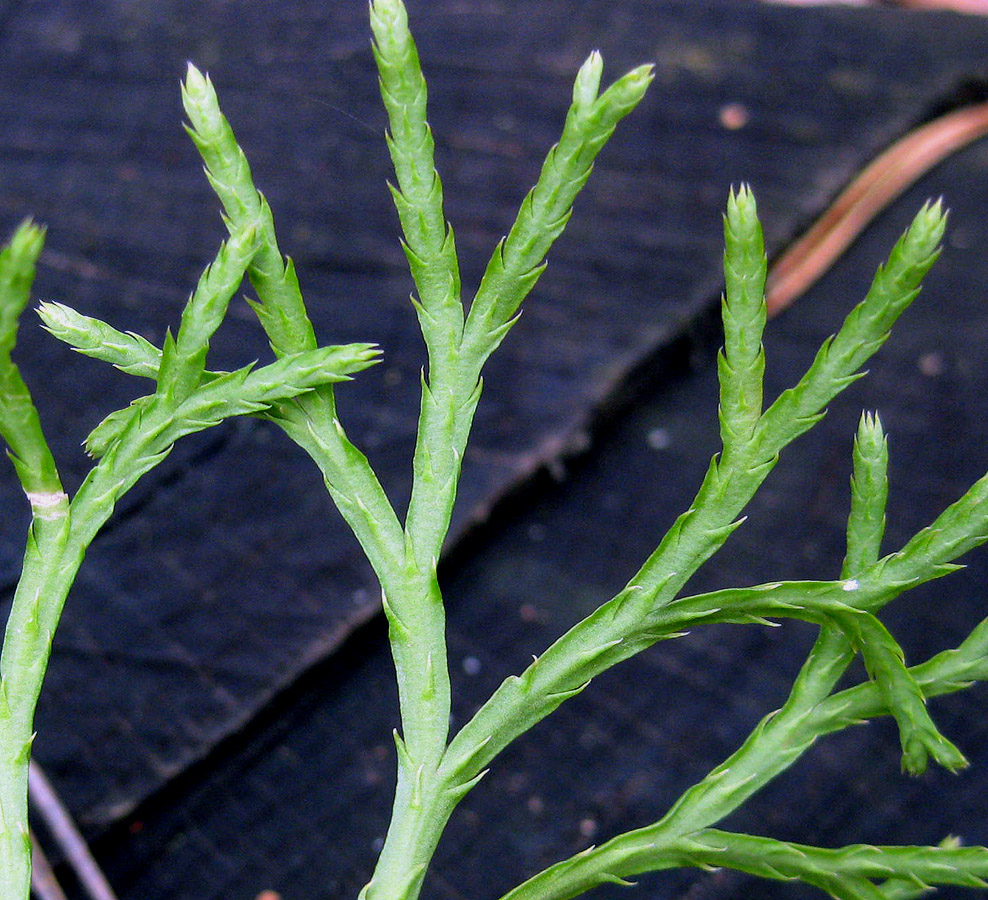 Image of Diphasiastrum &times; zeilleri specimen.