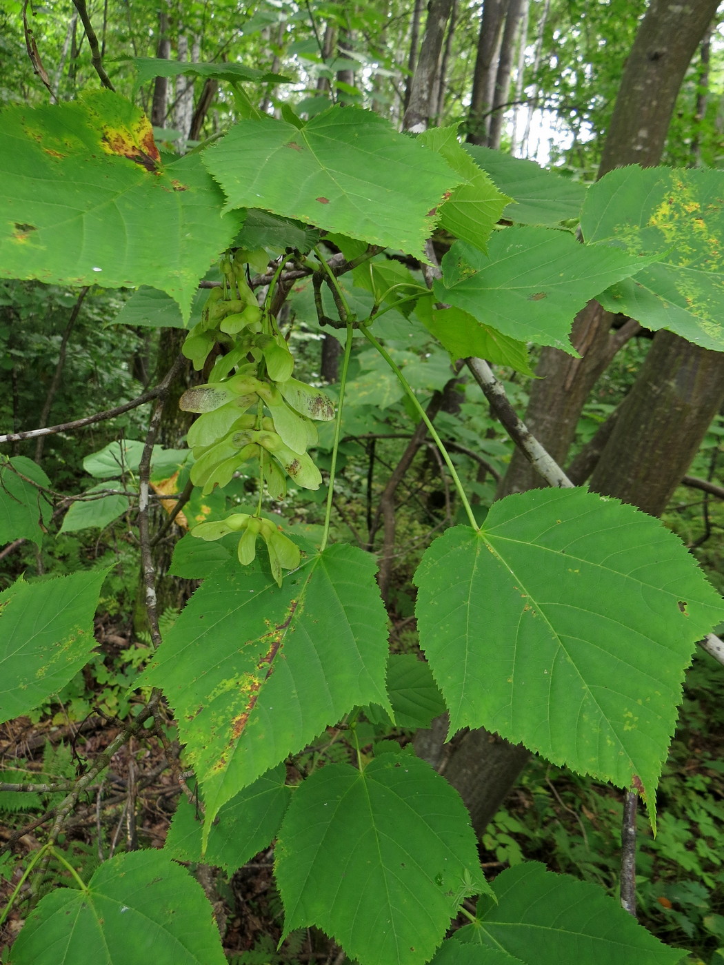 Image of Acer tegmentosum specimen.