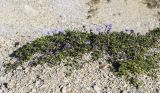 Globularia cordifolia