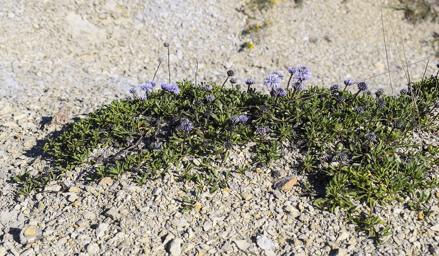 Image of Globularia cordifolia specimen.