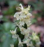 genus Corydalis. Цветки на верхушке соцветия. Абхазия, Рицинский реликтовый национальный парк, северный берег оз. Рица, ≈ 900 м н.у.м., старый парк. 13.04.2024.