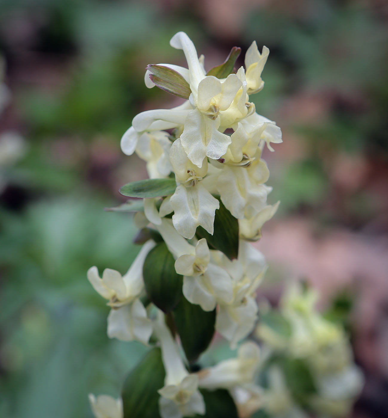 Image of genus Corydalis specimen.