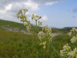 Galium calcareum. Веточка цветущего растения. Адыгея, Кавказский биосферный заповедник, хр. Каменное Море, ≈ 2000 м н.у.м., в расщелине скалы. 28.07.2018.