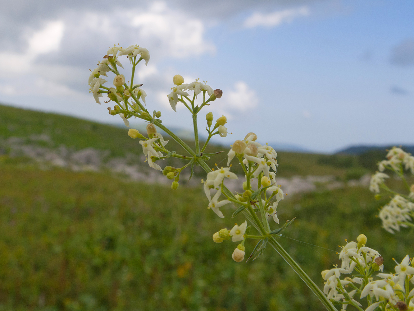 Изображение особи Galium calcareum.