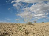 Gypsophila diffusa