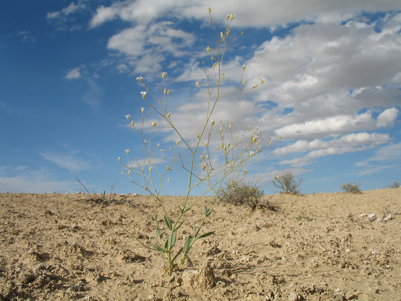 Image of Gypsophila diffusa specimen.