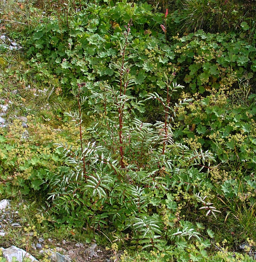 Image of Sanguisorba alpina specimen.