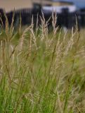 семейство Poaceae