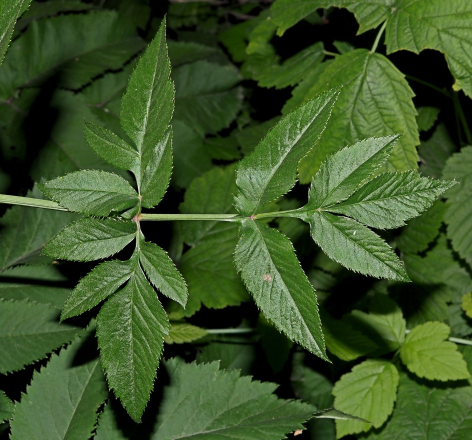 Image of Angelica sylvestris specimen.