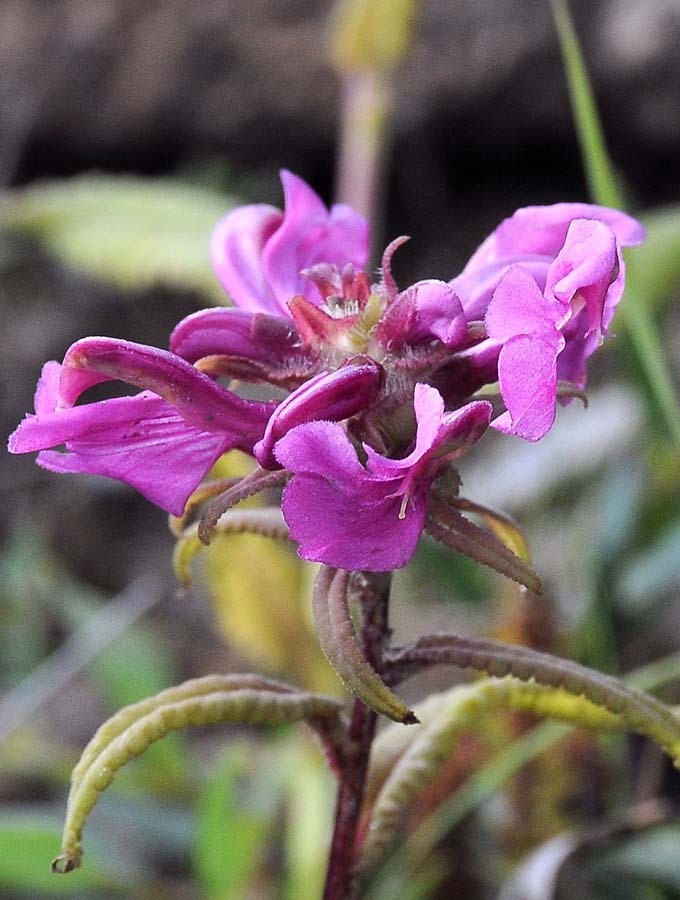 Изображение особи Pedicularis resupinata.