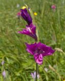 Gladiolus tenuis