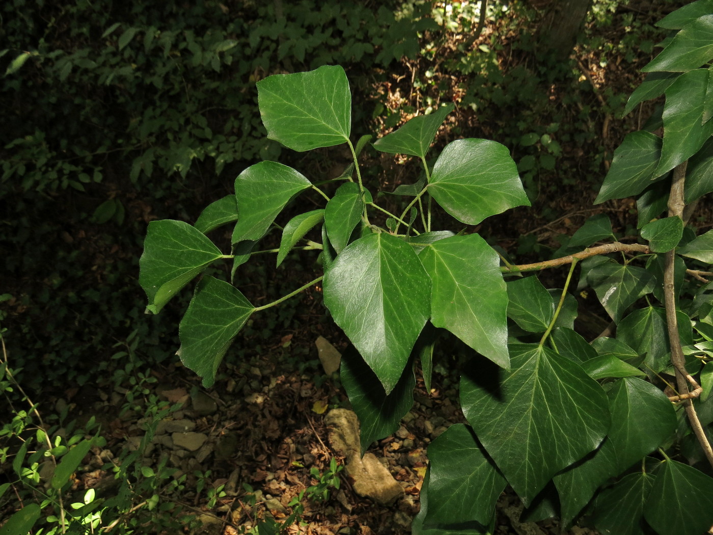 Image of Hedera helix specimen.