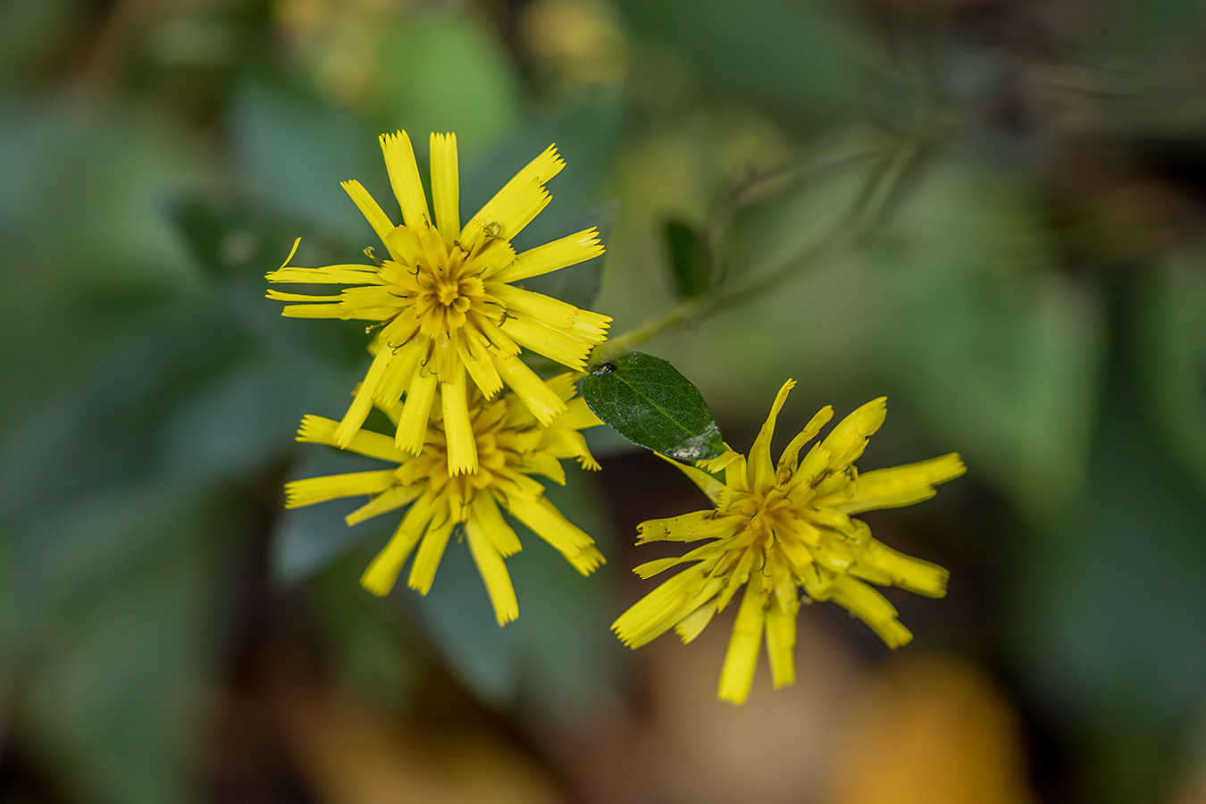 Image of genus Hieracium specimen.