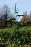 Rumex sylvestris. Цветущее растение. Санкт-Петербург, Старый Петергоф, парк \"Сергиевка\", выкашиваемая лужайка, разнотравно-злаковый луг. 19.10.2024.